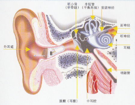 听力健康知多少